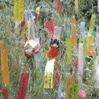 Tanabata per Comitato Solidarietà