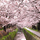 Viaggio “Primavera in Giappone”